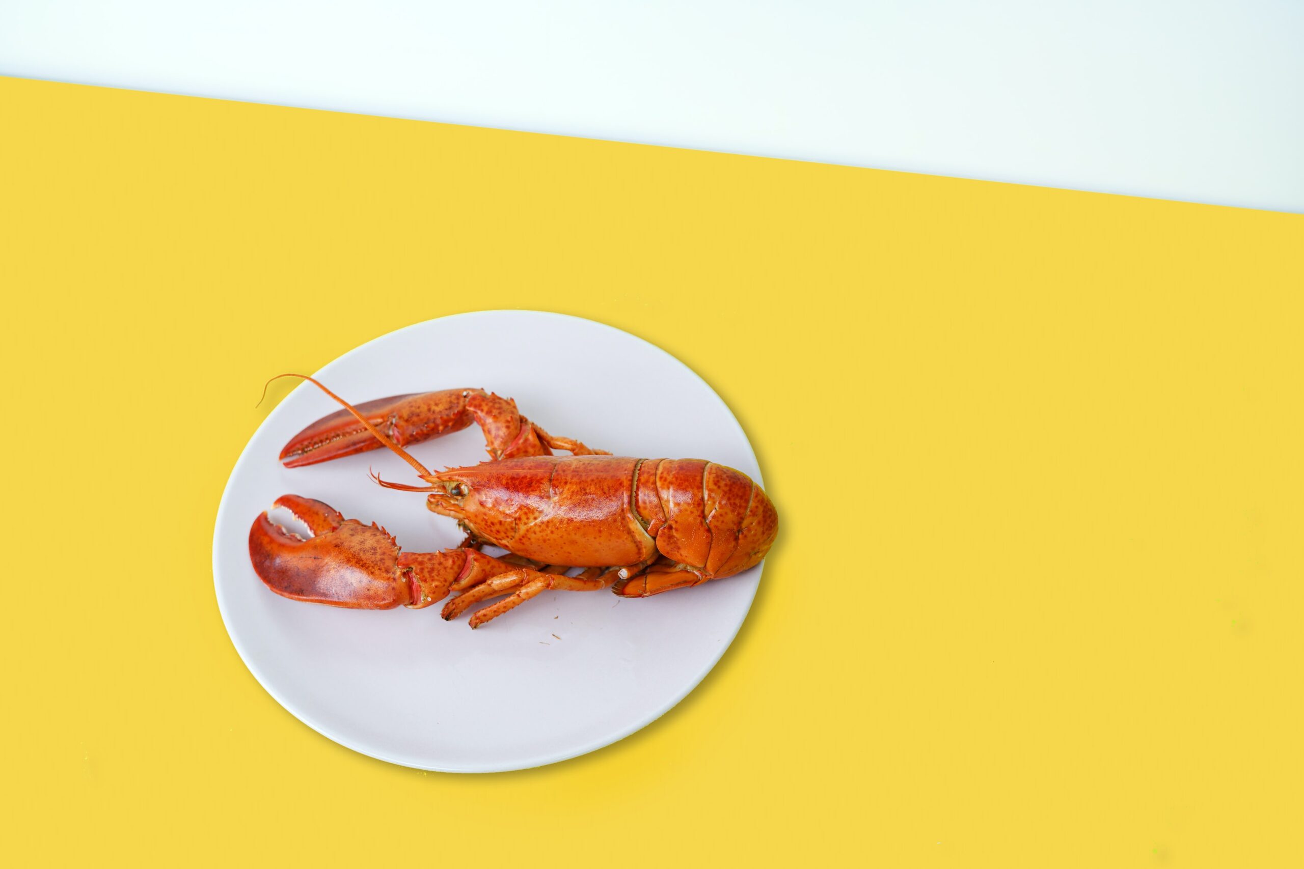 ザリガニを食べる時の調理方法 下処理から味について紹介 メシオト 食専門のwebメディア